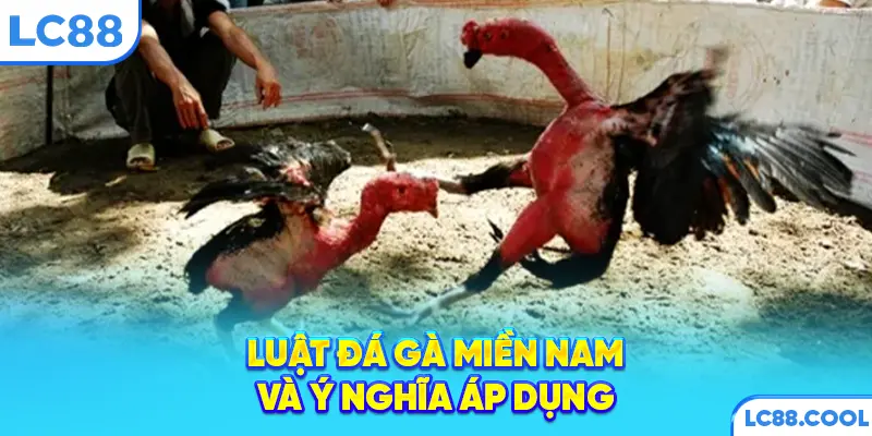 Luật đá gà miền Nam và ý nghĩa áp dụng